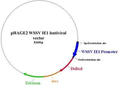 Lentiviral-Transduced Ectopic Expression of Androgenic Hormone in a Crustacean Hematopoietic Primary Cell Culture